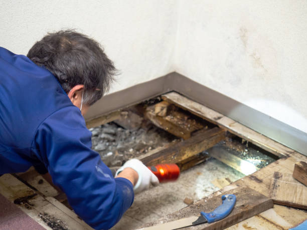 Mold Testing and Removal in Ayden, NC