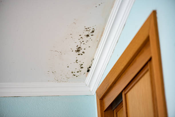 Best Residential Mold Removal  in Ayden, NC