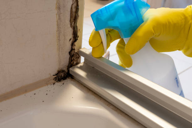 Trusted Ayden, NC Mold Removal Experts