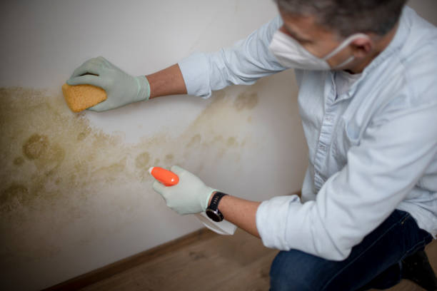 Best Home Mold Removal  in Ayden, NC
